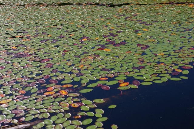 Small lake at the end of the short trail from Grace Harbor.