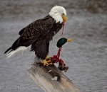 War Eagle