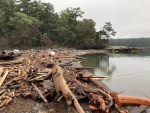 Echo Bay driftwood