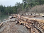 More Echo Bay driftwood