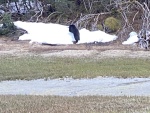 Black bear Dundas Bay