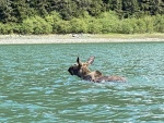 Dundas Bay moose 