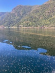 Phytoplankton bloom on Jervis Inlet