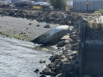 Fairhaven Harbor Sailboat wreck