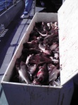 20 people on charter - 10 bottom fish limit = 200 fish :)