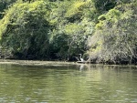 Blue Heron