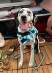 My girl Joplin (2 yo Dalmatian) on her first boat ride!