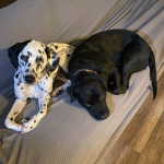 Joplin (2yo Dalmatian) and Maile (13yo mix)