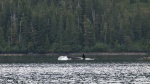 Orca in Eaglek Bay