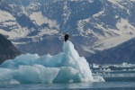 Eagle guarding Columbia Bay