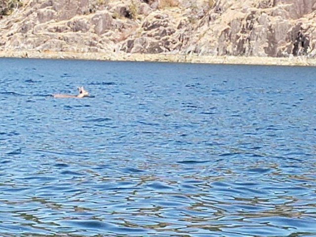 Turns out it was a deer swimming across Malaspina Inlet