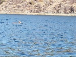 Turns out it was a deer swimming across Malaspina Inlet