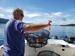 Total haul after getting the traps stuck on the bottom during a wind storm. I let him go...