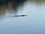 Hontoon Alligator