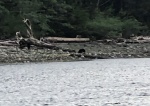 Bear at Tsakonu Cove