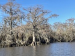 Tchefuncte River - Spanish Moss on Cypress