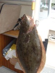 San Francisco Bay Pacific Halibut  20 pounds