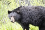 Black bear Cassiar highway