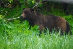 Close to beach bear photo by Wrenny