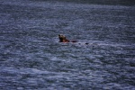 Photo by Wrenny of sea otter eating sea urchins