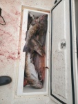 17 lb ling