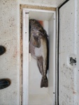 Fishbox 65lb Ling