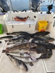 TomCat big haul