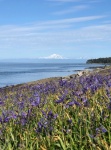 Mt. Baker from Patos Island, View 1