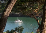 DayBreak in Active Cove, Patos