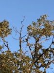 Sand Island Eagle