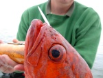 Red Snapper, somewhere offshore of Barkley Sound