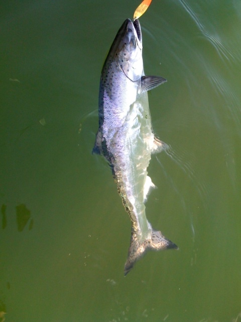 Lake WA King 1-31-2009