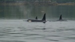 Part of a pod of Orcas
