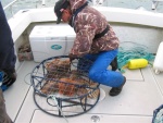 Dungeness crab on  Friends Farallon