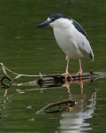 Night Heron near Lone Branch