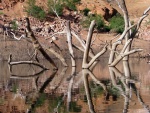 Reflected Cottonwood Stumps 2009