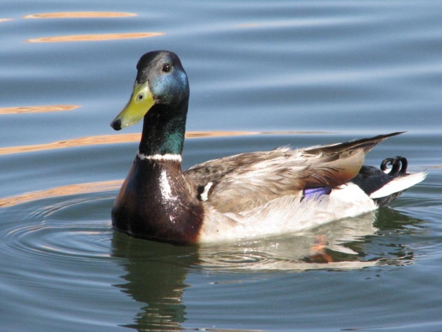 Mallard 2009