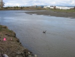 Same view as previous picture, showing fun stuff in bottom mud. Tide is at about +2 ft, actual depth unknown.