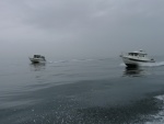 C-Dancer & C-ya in fog at Skagit Bay