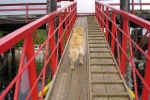 The tide is out at Squirrel Cove. Even Dawson is having trouble.