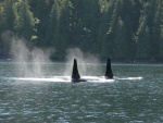 BC Orcas 2