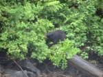 Bear in Bushes- Wakana Bay