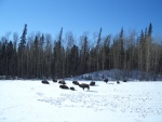 (catdogcat) Some buffalo we saw on the way.