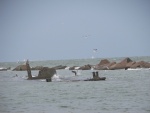 Another bird diving in the center, behind the wreck.