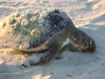 Saw this poor sea turtle on the beach at Kiptopeke.  So sad.