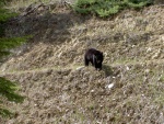 black bear cub rolling rocks