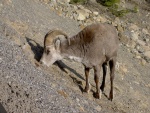 stone sheep