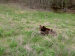 cinnamon black bear alaska hwy