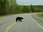 black bear crossing alaska hwy