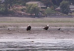 Eagles at Nisqually Delta 7-14-07